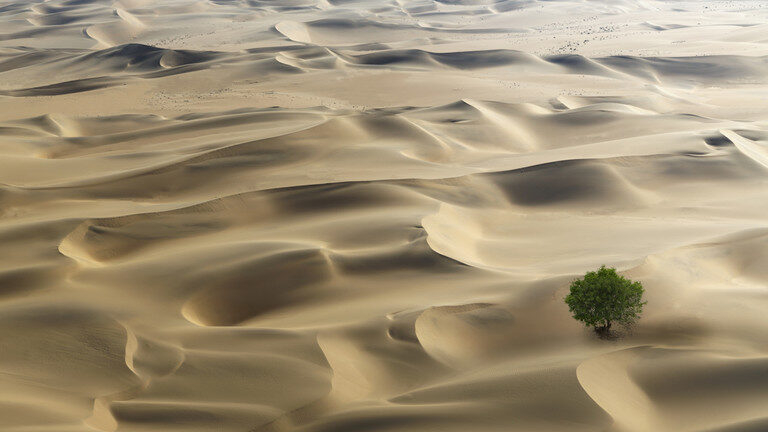 stabla pustinja