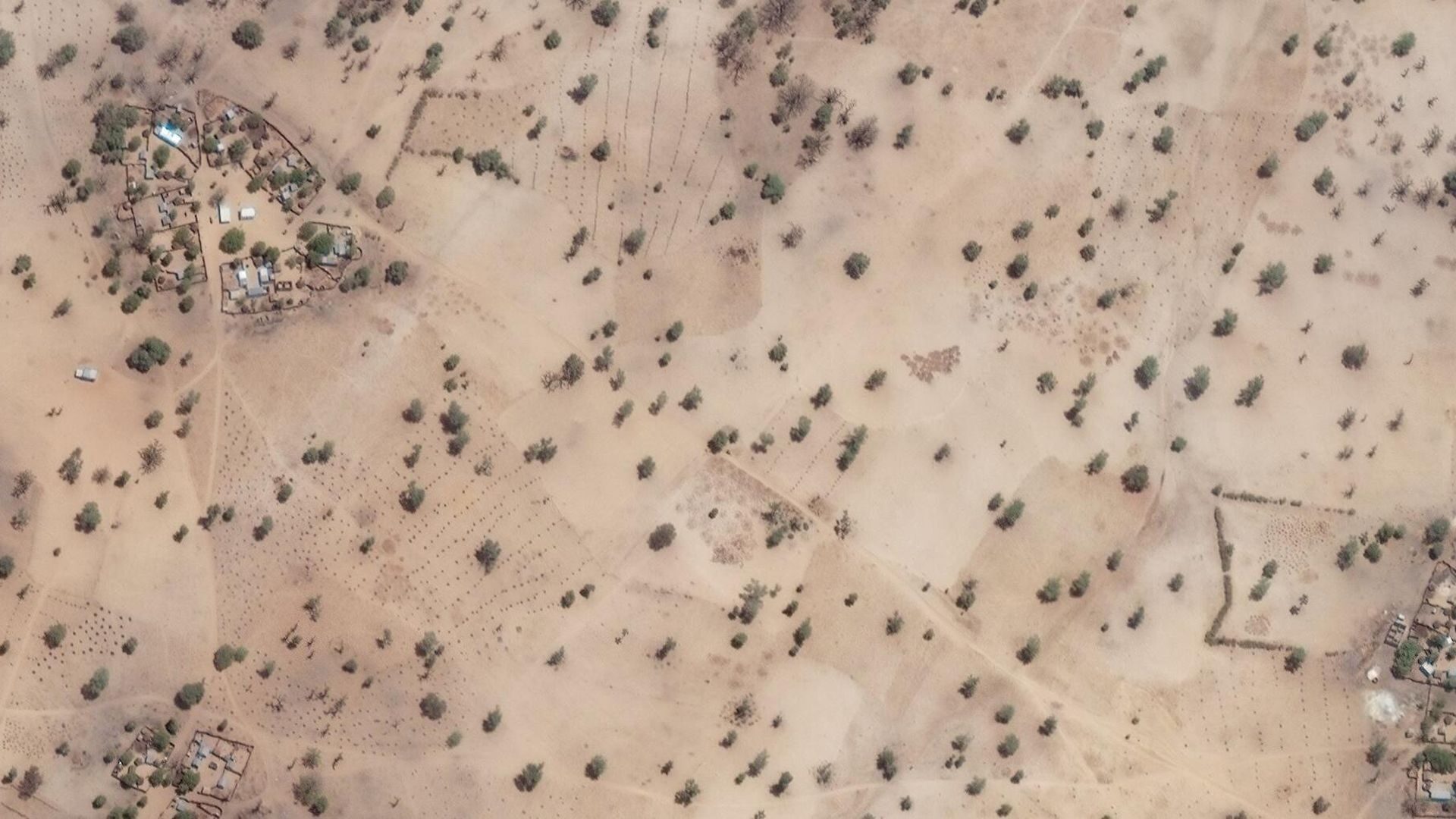 Klikni za povećanje sahara drveće