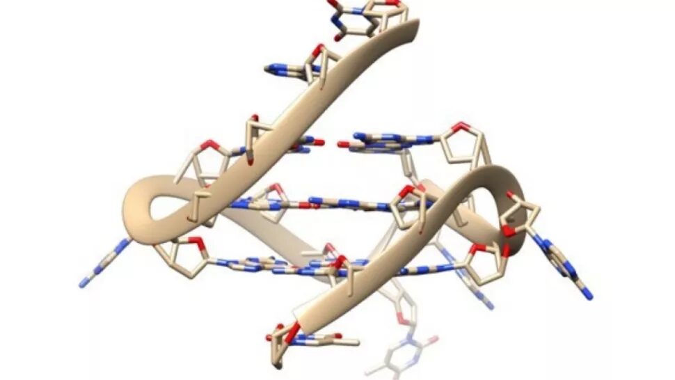 4 strand dna