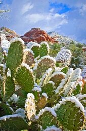 cactus Arizona