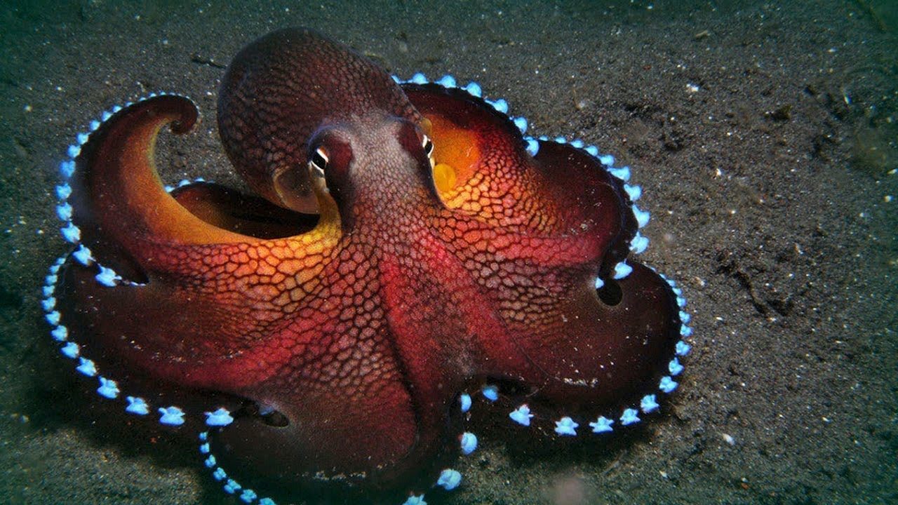 Maldivska hobotnica