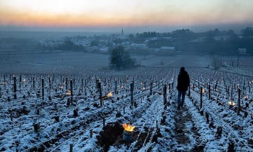 vinogradi francuska