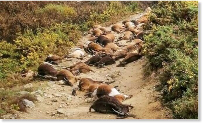 U Portugalu je grom ubio 68 koza 9. travnja 2021. godine