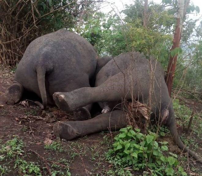 udar groma slonovi