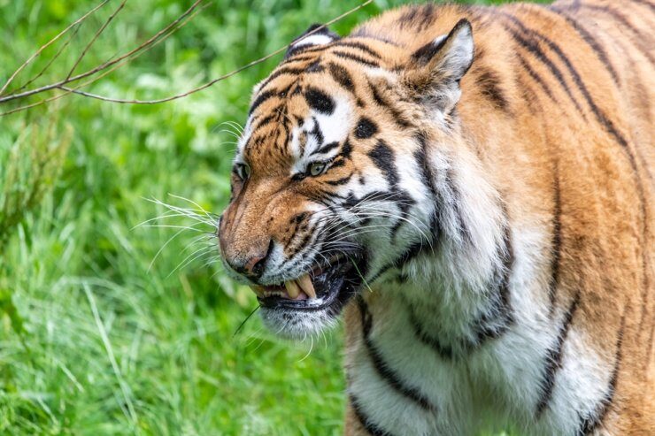 Klikni za povećanje tiger