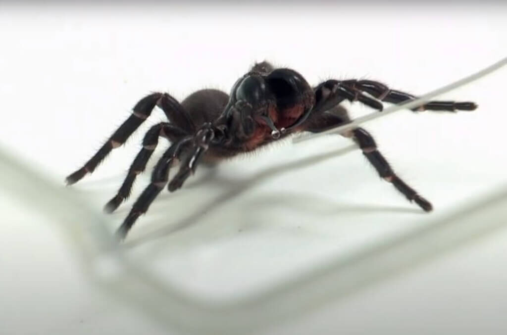 Otrov najopasnijeg pauka blokira signal smrti nakon infarkta