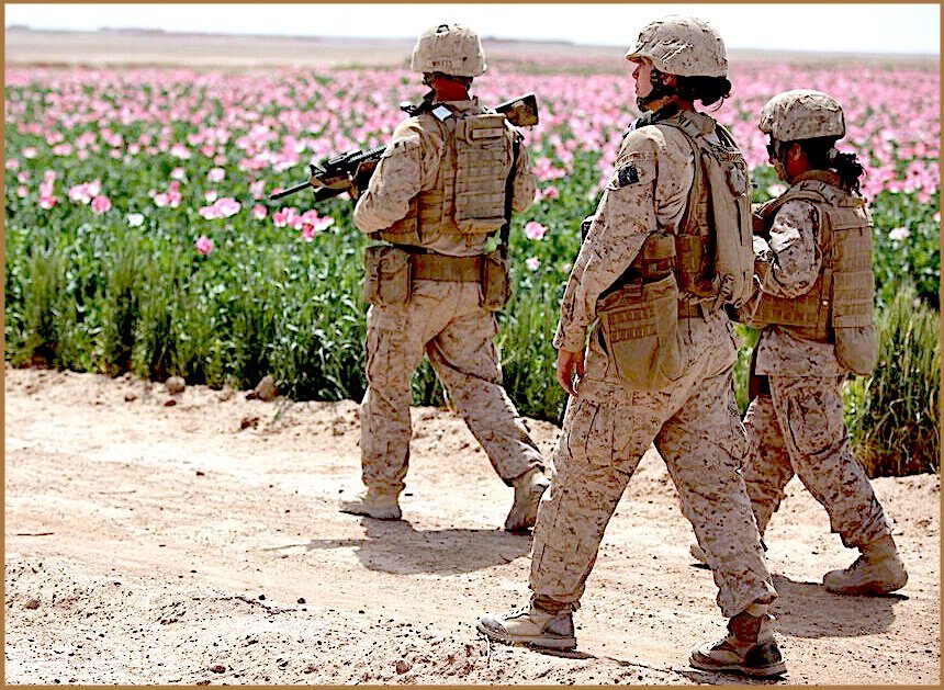 Poppy field Marines