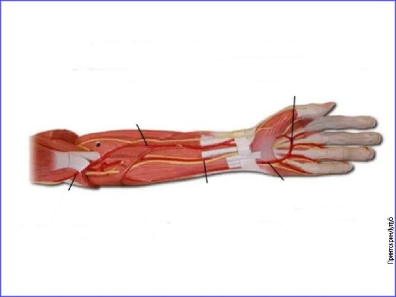 arterija