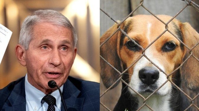 fauci