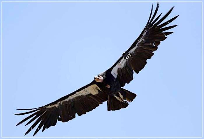 California Condor