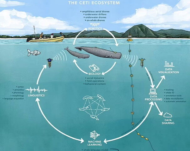 ceti whales