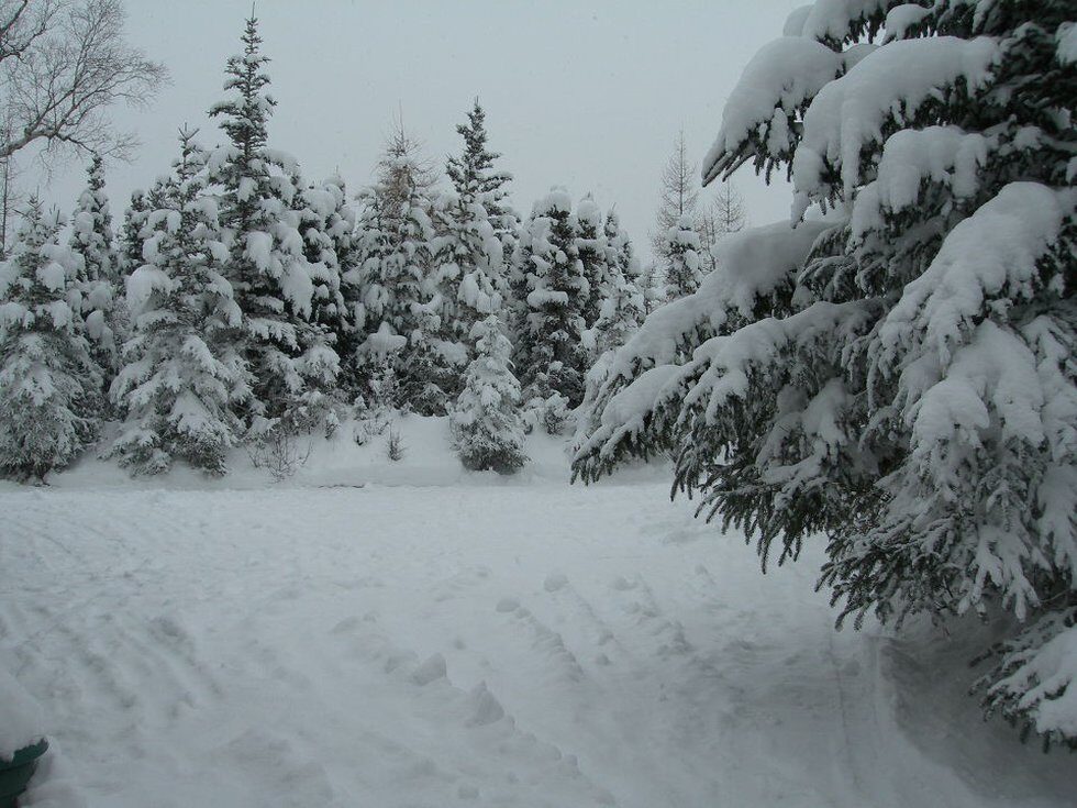 Snow accumulates in the Rabbit Creek area on Thursday, Nov. 11, 2021 in Anchorage, Alaska. The city experienced a record snowfall event on Thursday.