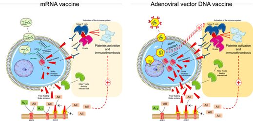 Klikni za povećanje MRNA vaccine