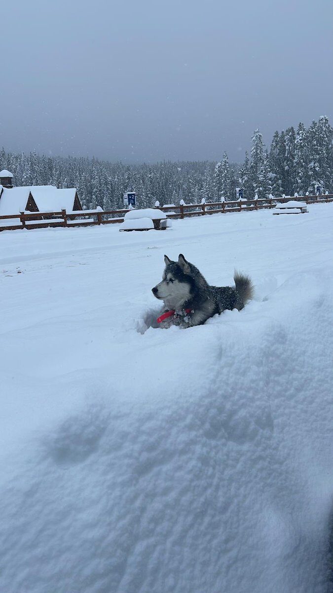Klikni za povećanje Husky chilling at Lake Louise
