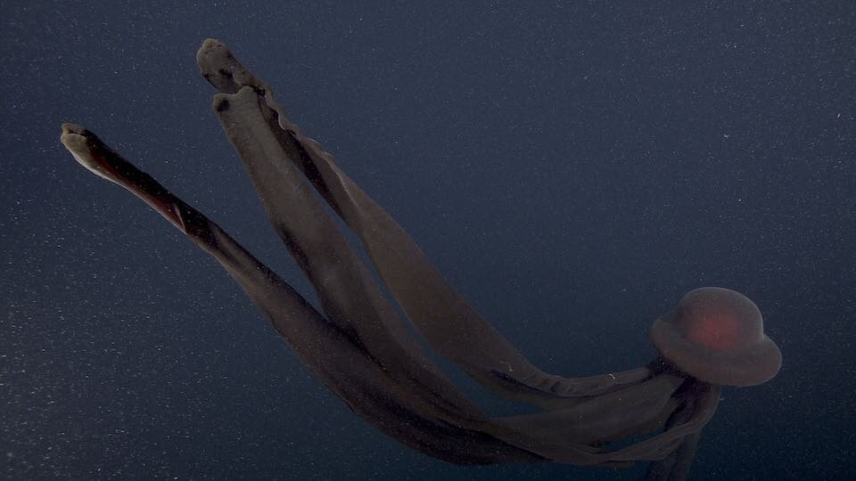 giant jellyfish