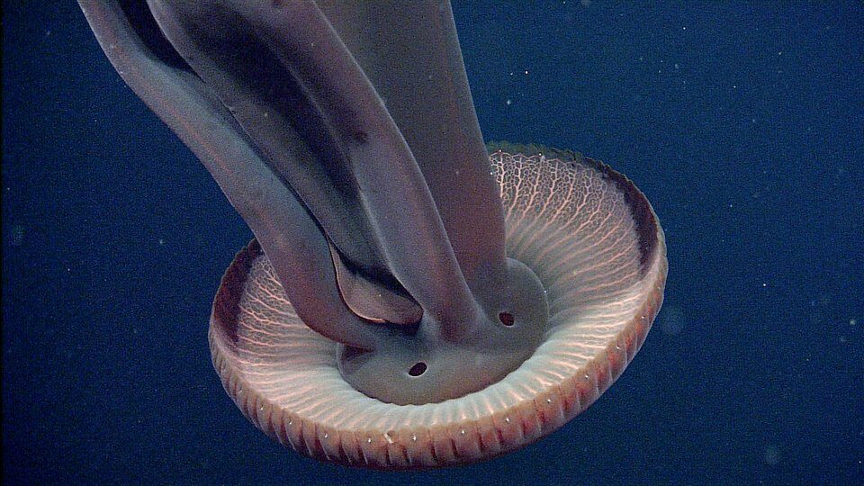 giant jellyfish