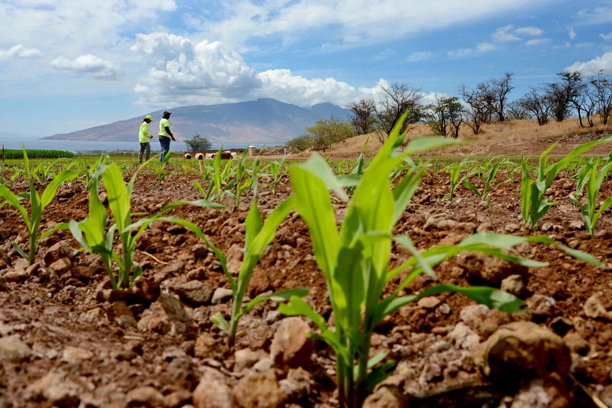 hawaii monsanto crops