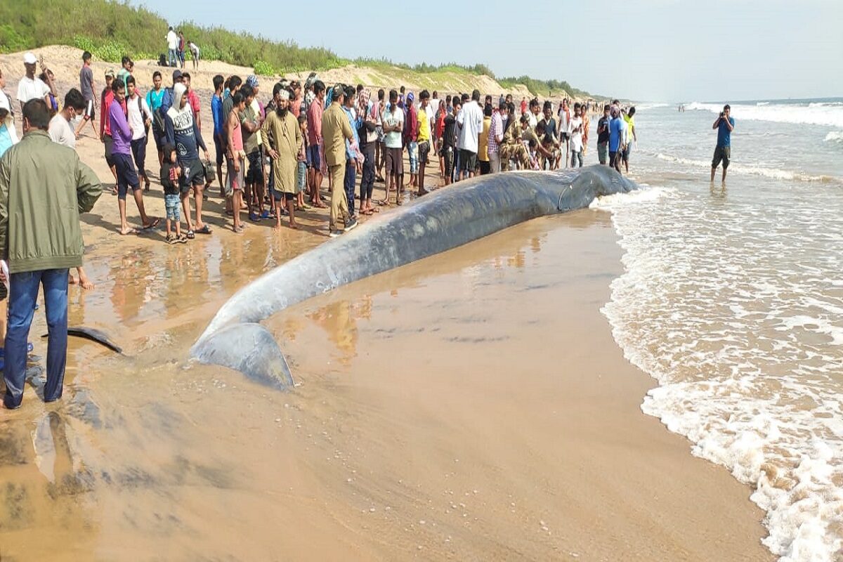 A 45-feet-long critically endangered whale has washed ashore on Fatehpur beach coming under Chilika Wildlife Division in Odisha’s Puri district.