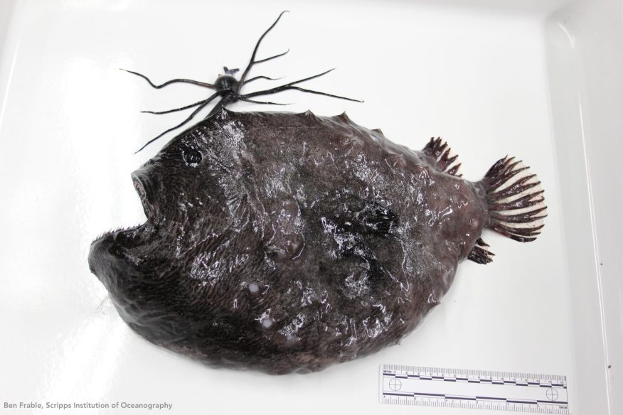 Pacific footballfish