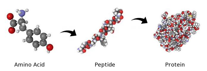 aminokiseline i peptidi