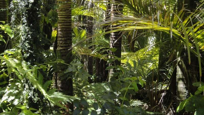 Amazon Rainforest