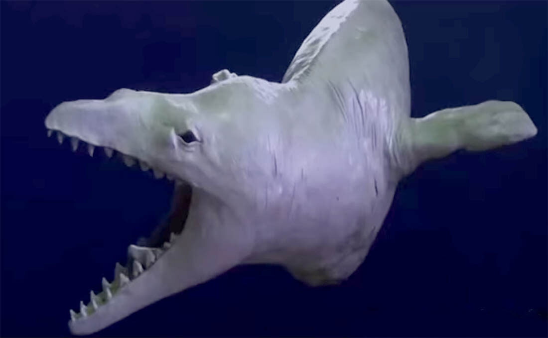 Basilosaurus