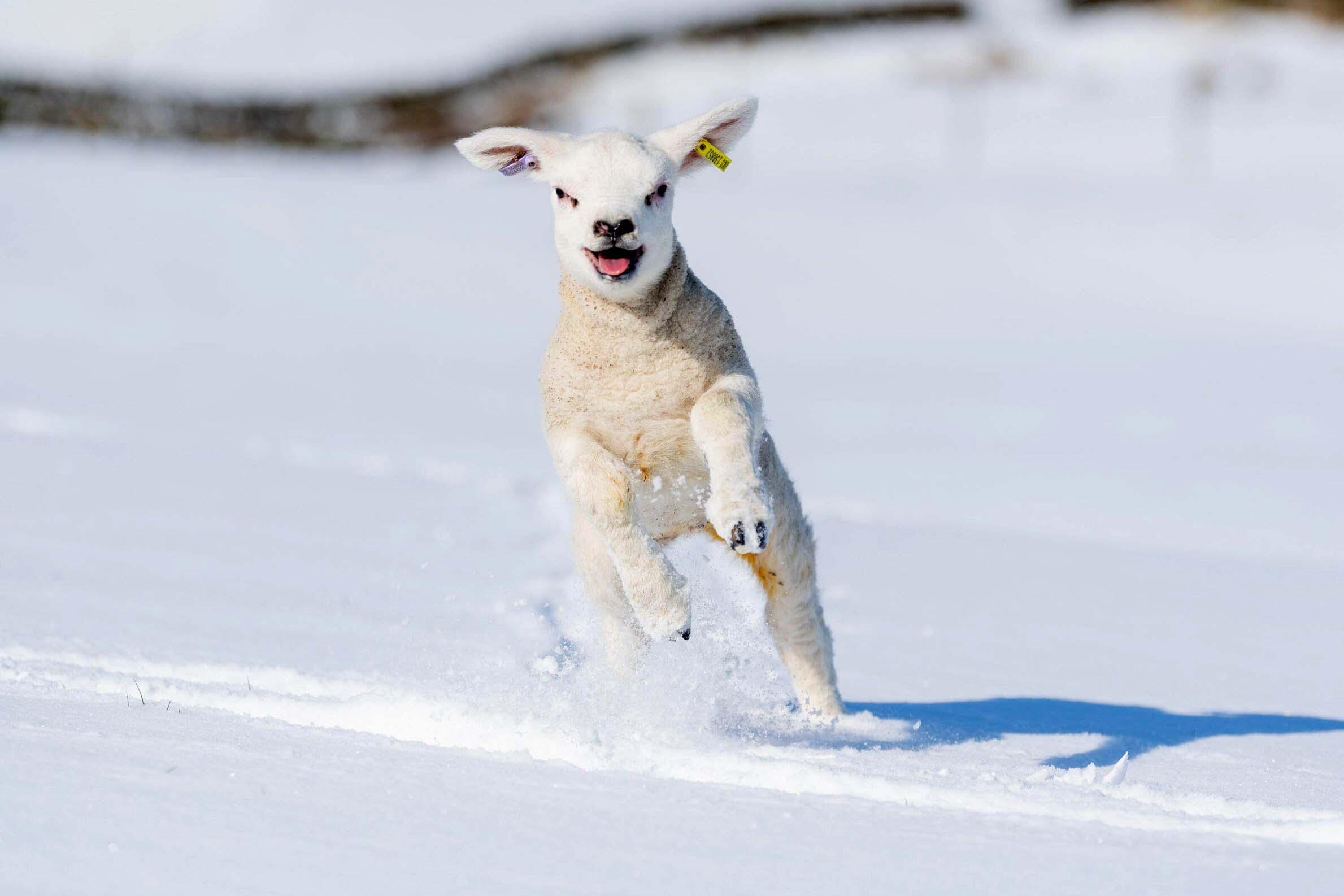 Hawes, North Yorkshire, UK. Flo, the 3 week old texel pet lamb.