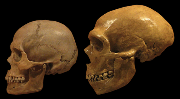 Homo sapiens i Homo neanderthalensis