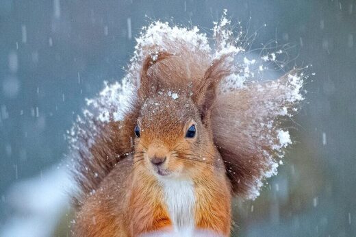 vjeverica u snijegu