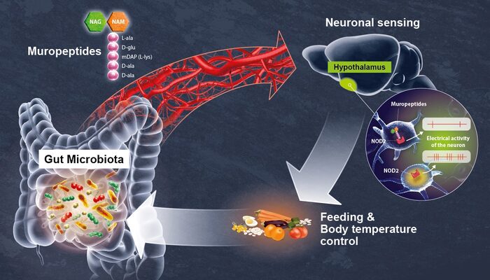 gut bacteria
