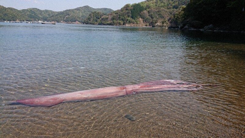 Giant Squid
