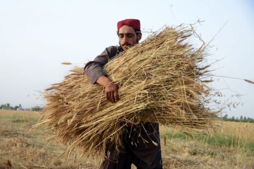 wheat Afghanistan