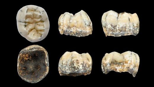 Fosilizovani molar denisovske devojcice