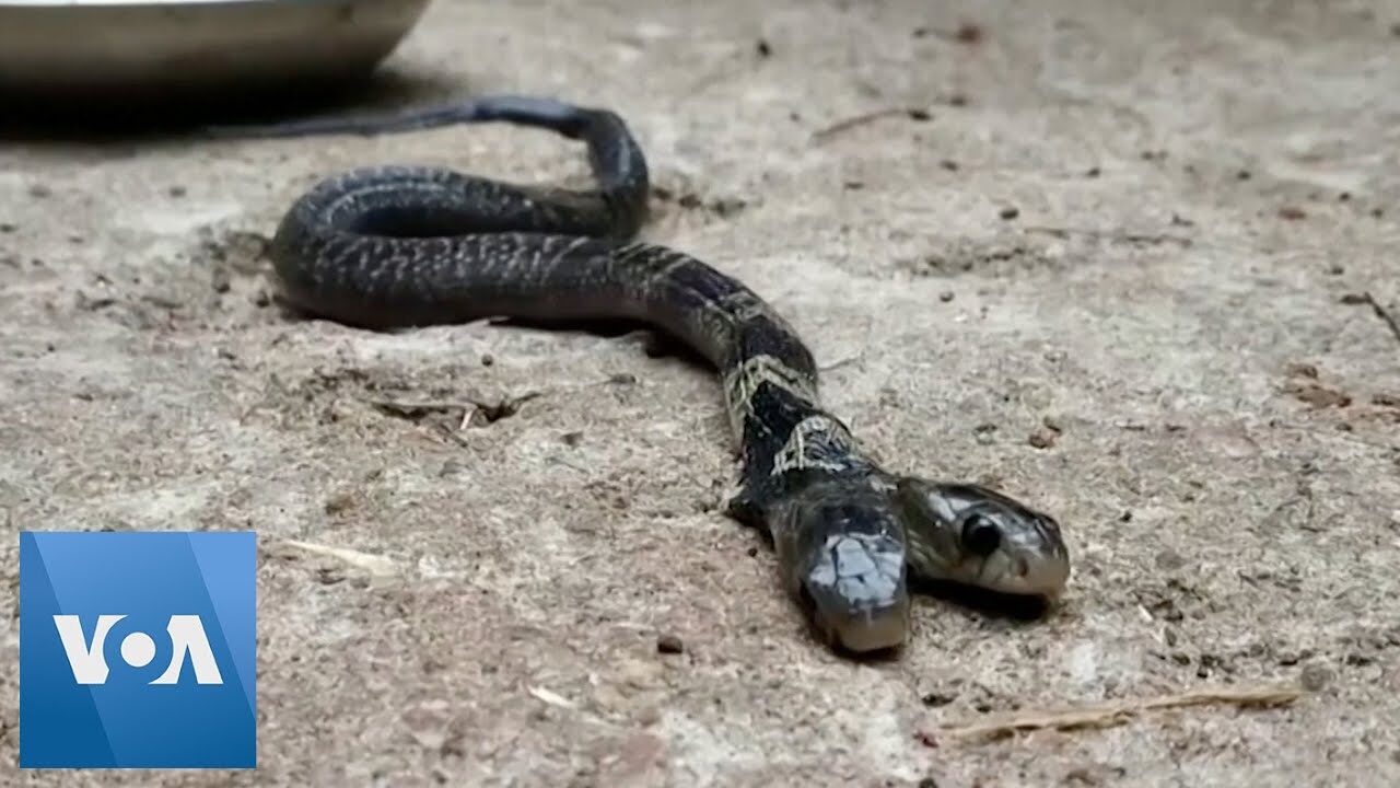 dvoglava zmija