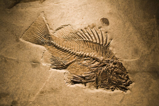 fish fossil body plan intelligent design