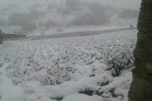 snijeg afganistan