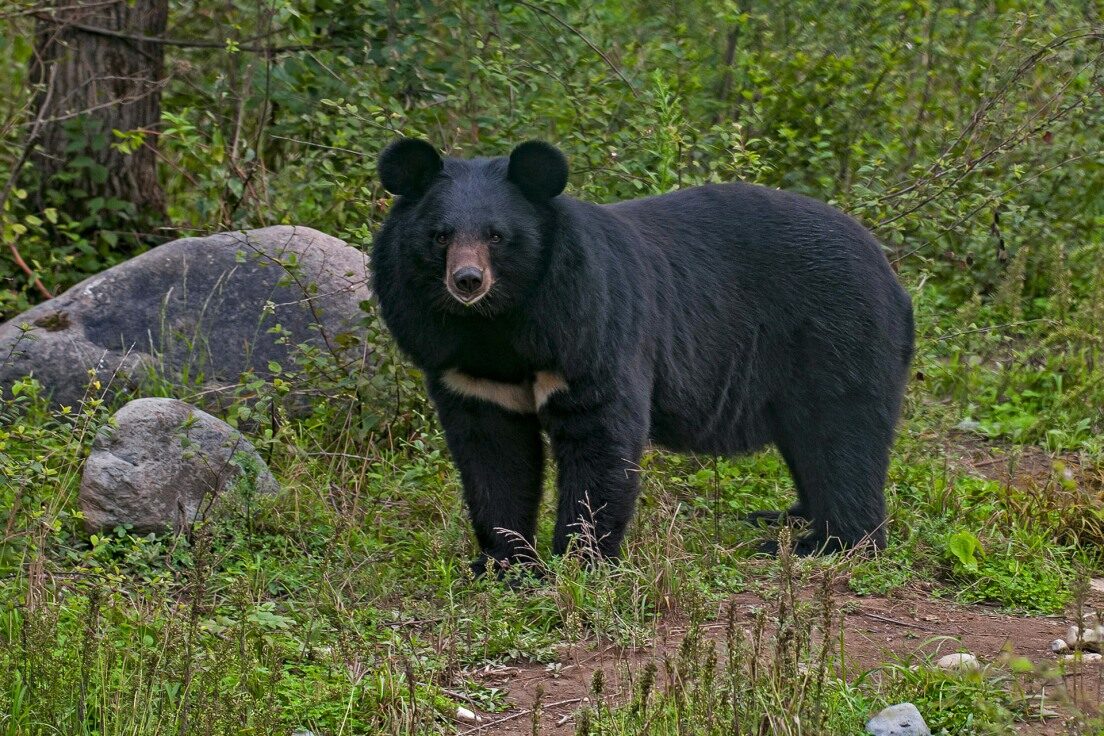 The Asiatic Black Bear