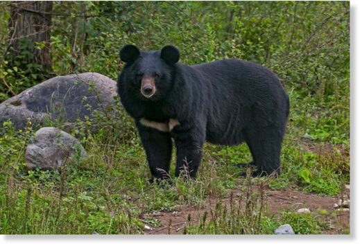 The Asiatic Black Bear