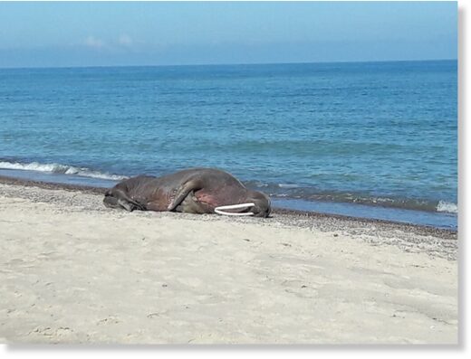The 2-metre-long mammal weighing 50kg appeared on the beach in Łazy, close to the seaside resort of Mielno.