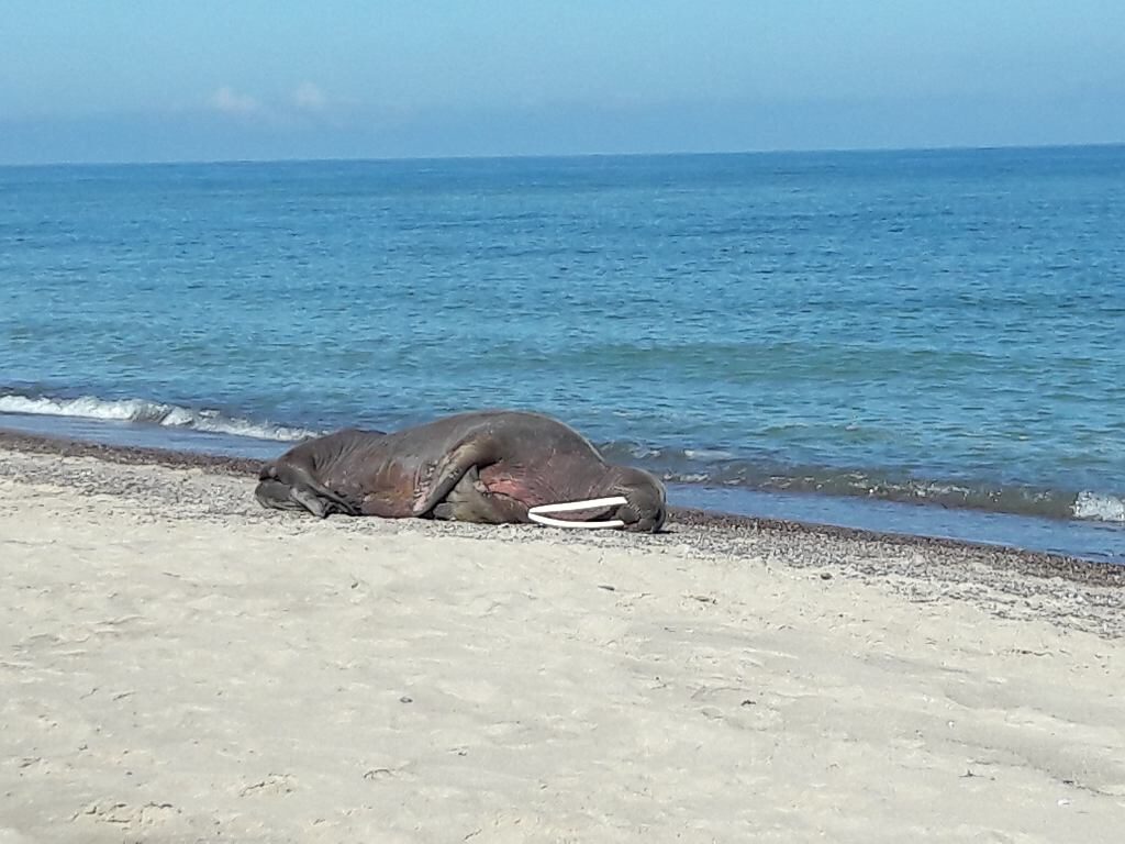 The 2-metre-long mammal weighing 50kg appeared on the beach in Łazy, close to the seaside resort of Mielno.