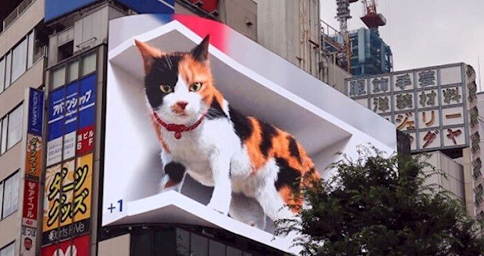 cat ad