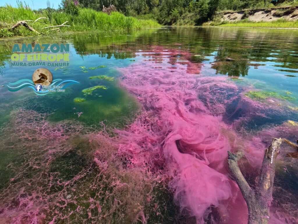 Ljubičasta alga na rijeci Dravi