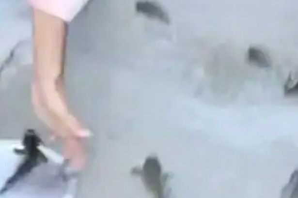 fish