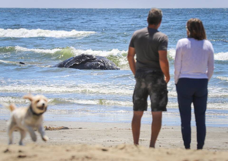 The carcass of a dead humpback whale washed