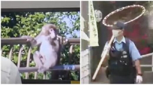 lov na majmuna japan