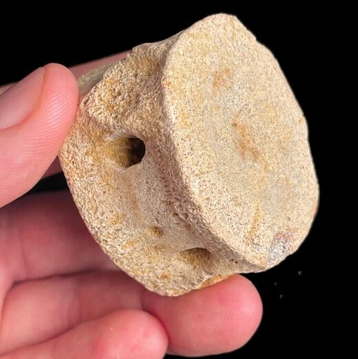 A plesiosaur vertebra was one of several fossils uncovered by the research team