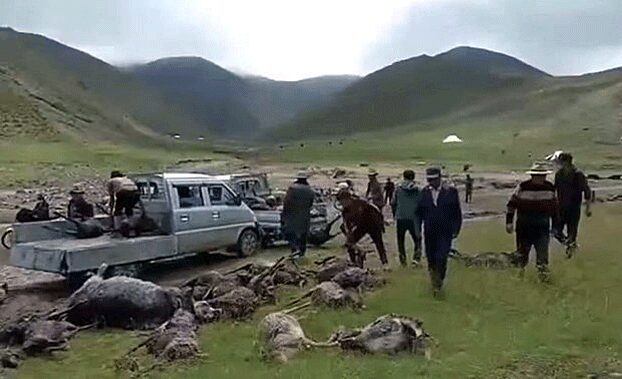 Tibetans collect the carcasses of livestock killed during flooding from hailstorms and torrential rain in Mangra country, Tsolho Tibetan Autonomous Prefecture, western China's Qinghai province, Aug. 21, 2022.