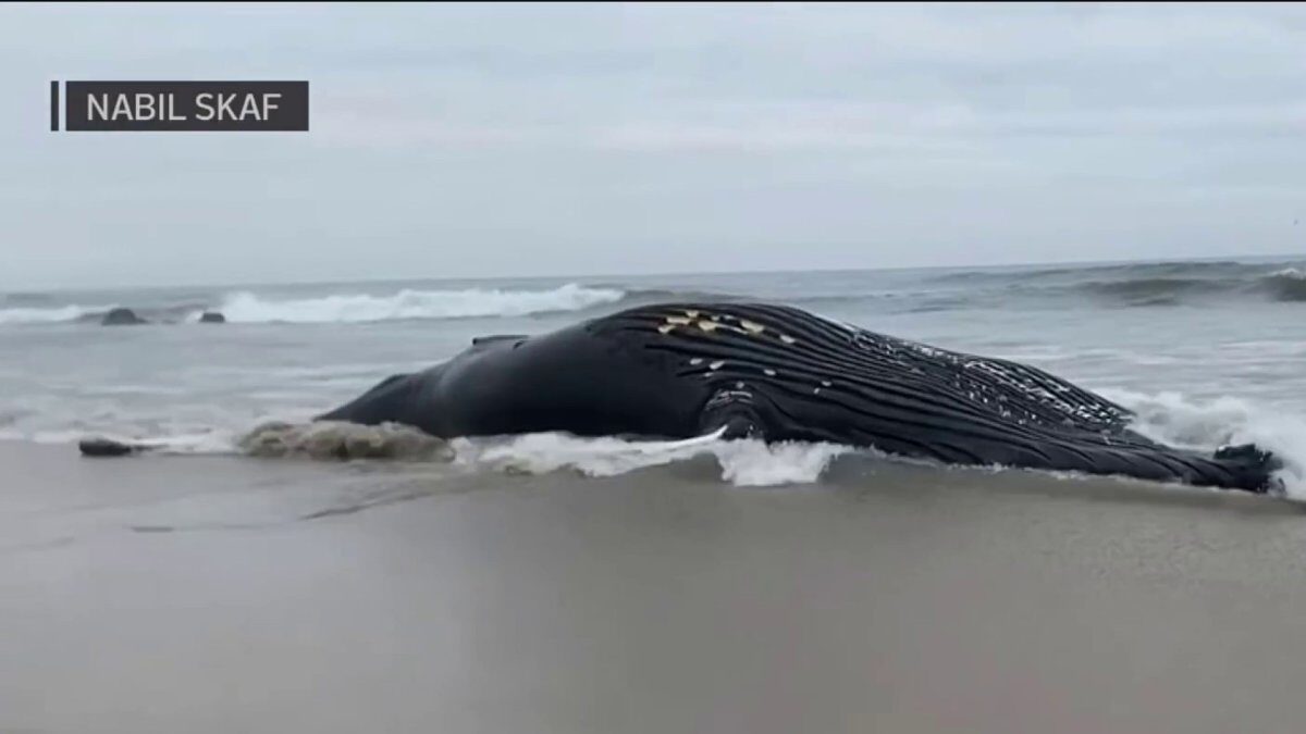 A dead humpback whale washed ashore at Manhattan Beach in Half Moon Bay Sunday.