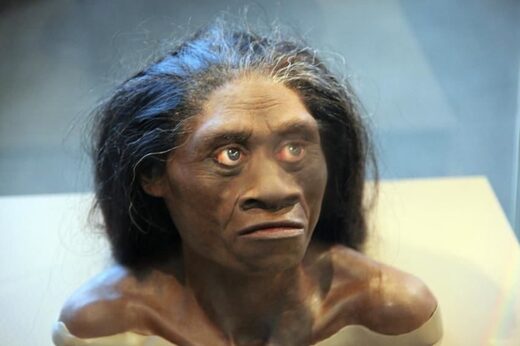 Homo floresiensis odrasla ženka - model glave