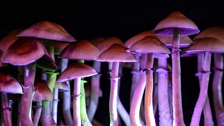 magic mushroom